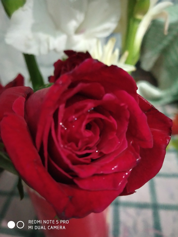 red