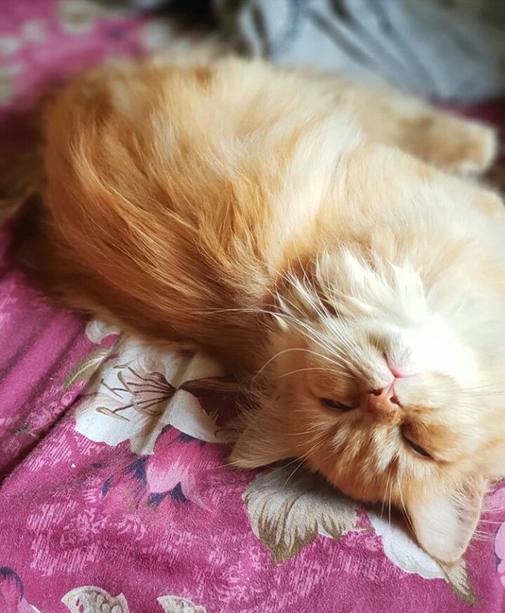 persian cat