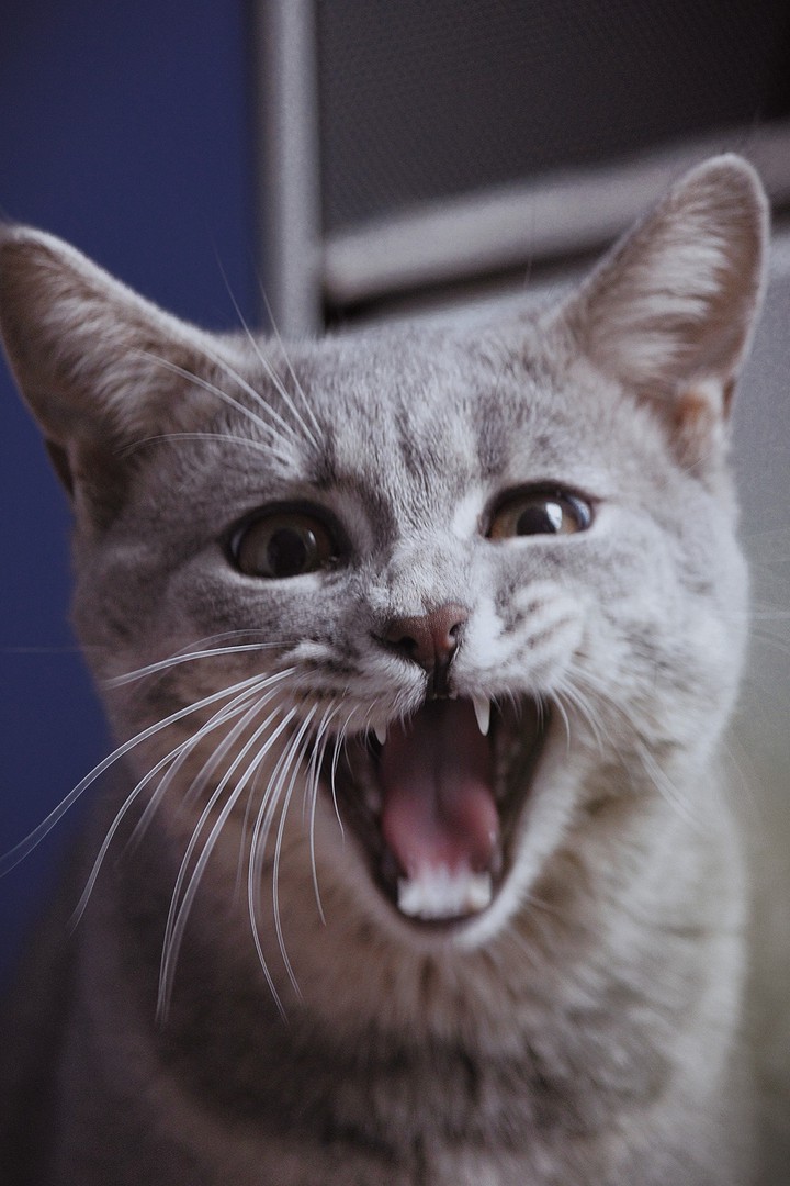 Kitty