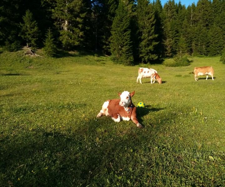 doğa