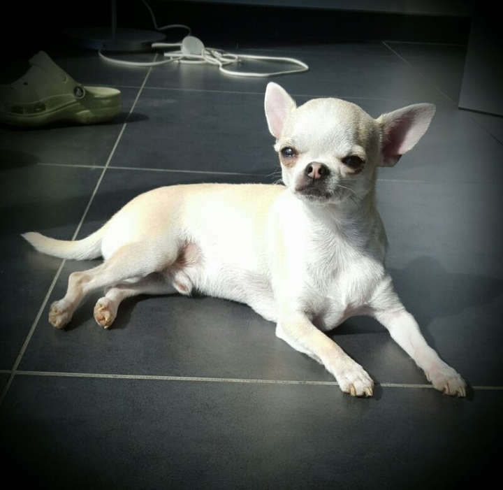 chien...