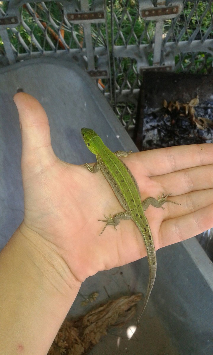 #myPet