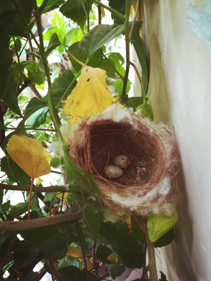 Bird nest