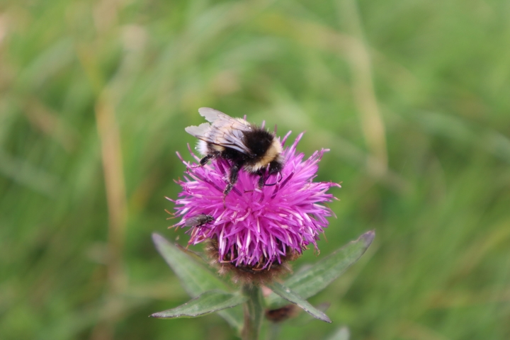 Hummel auf Blüte