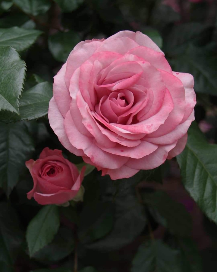 Pretty Rose