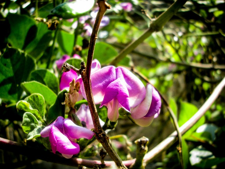 flower
