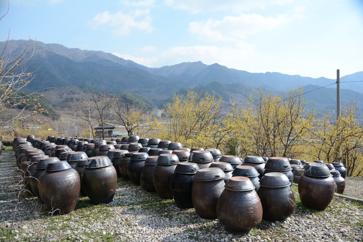 구례의봄이미지
