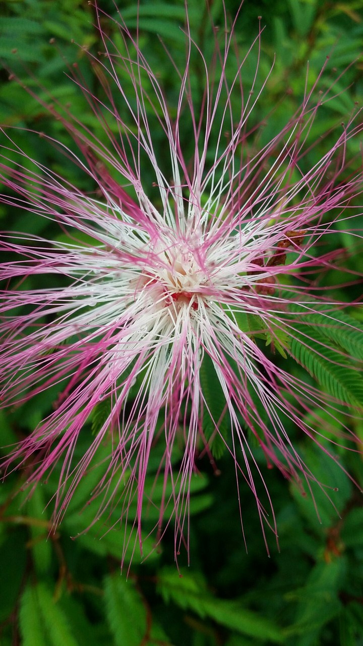 Nature
