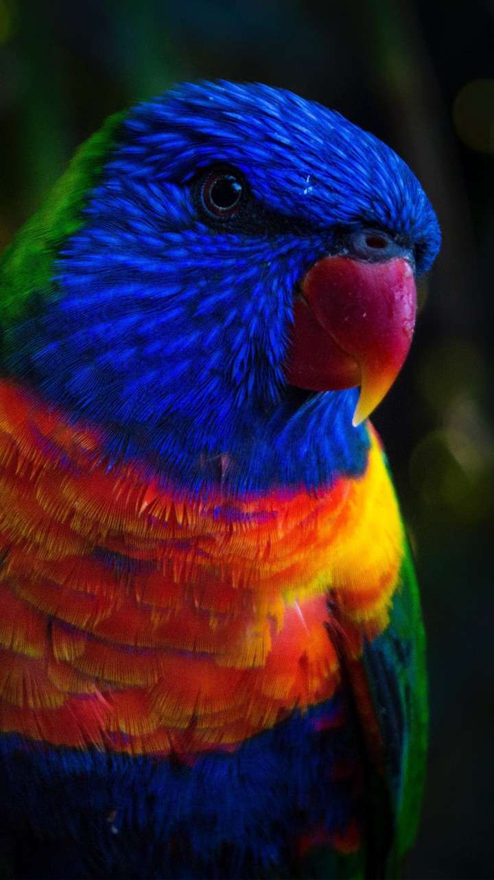 Beauty of parrot
