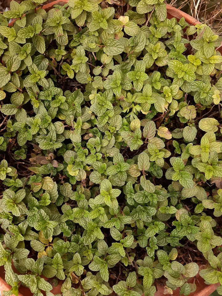 Yerbabuena ?