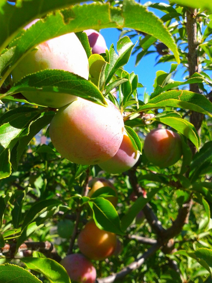 Plums soon ripen