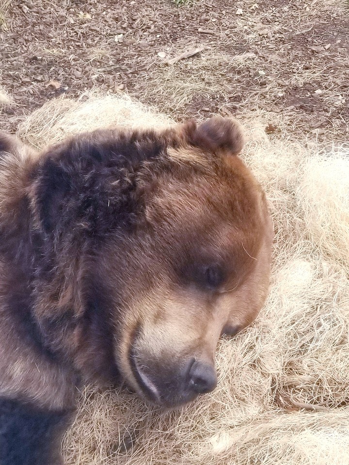 A sleeping bear