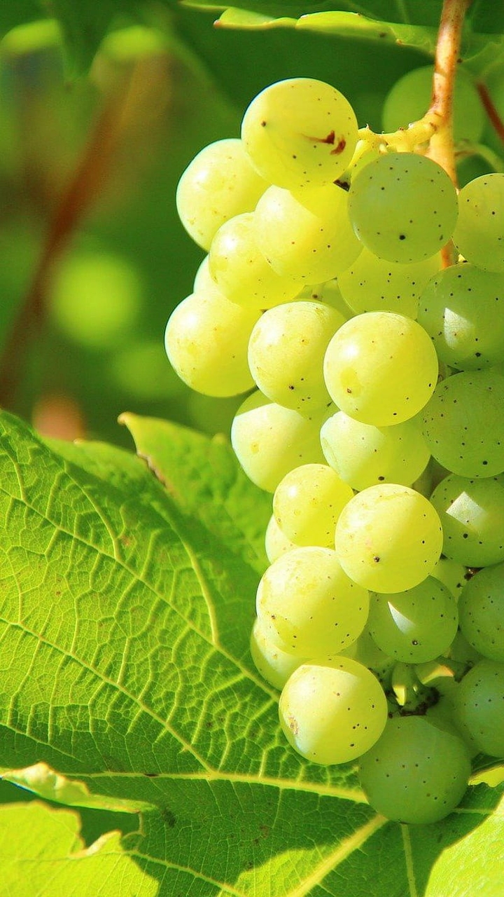 WHITE GRAPES