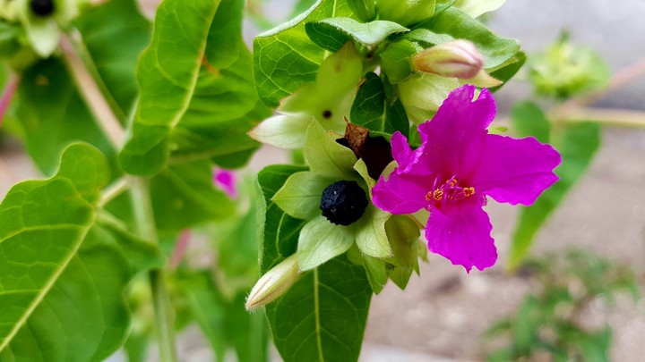 fiore