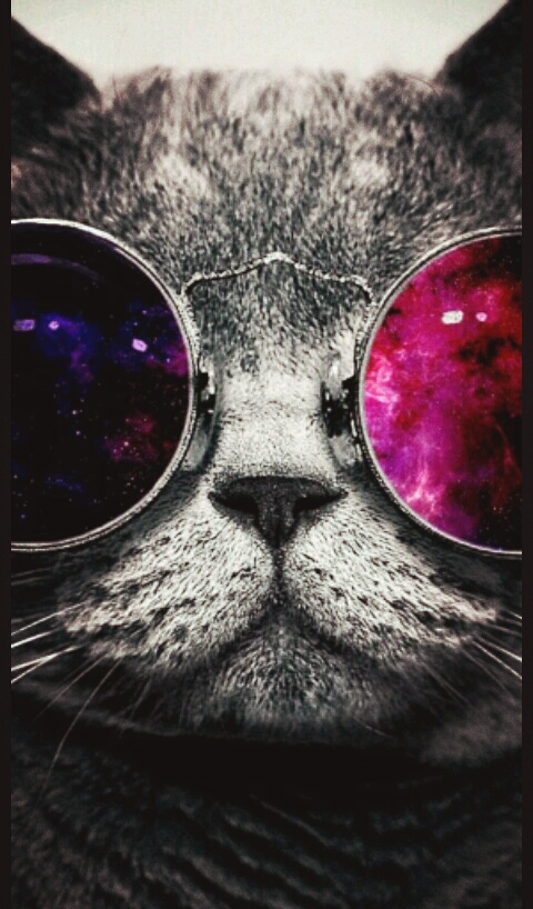 the cat
