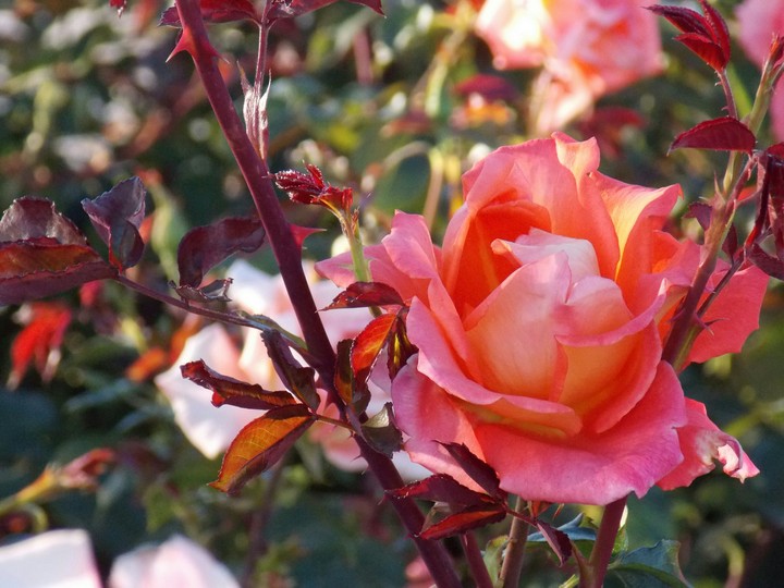 Rose