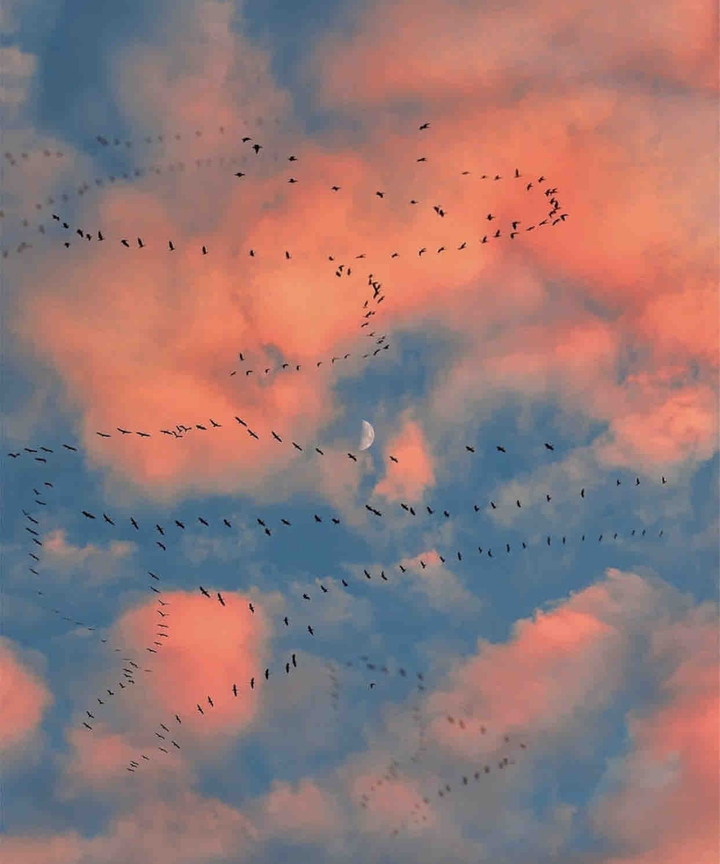 blue sky birds looking amazing