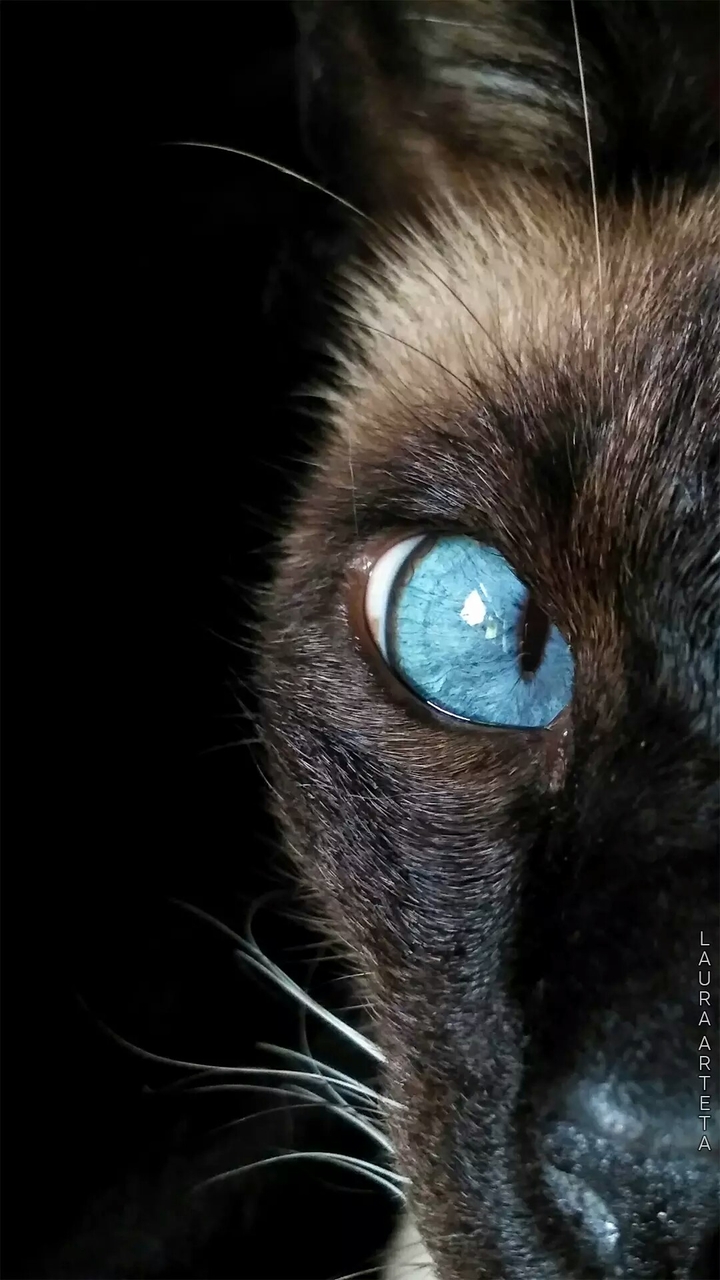 blueye