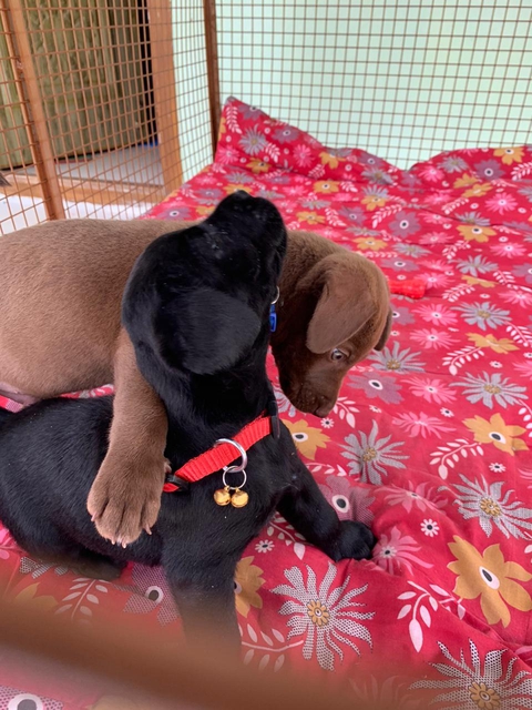 Labrador