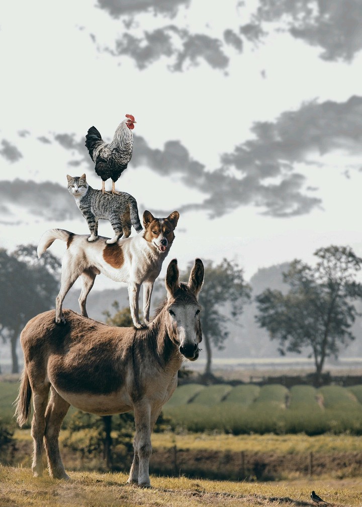 funny animals