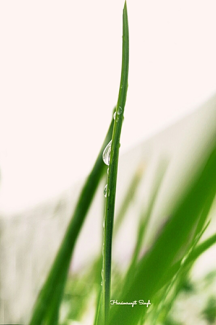 green leaf