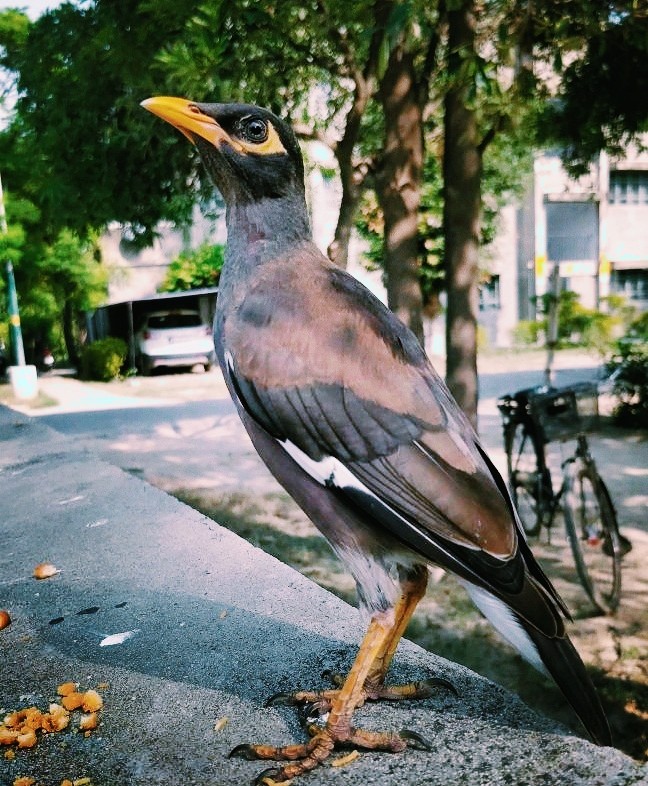 myna