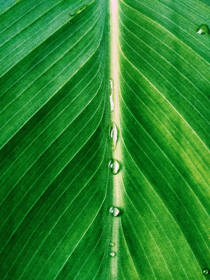 Leaf