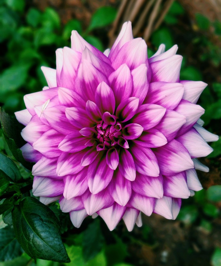 Beauty in Nature ??