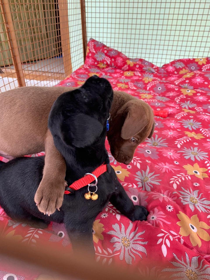 Labrador