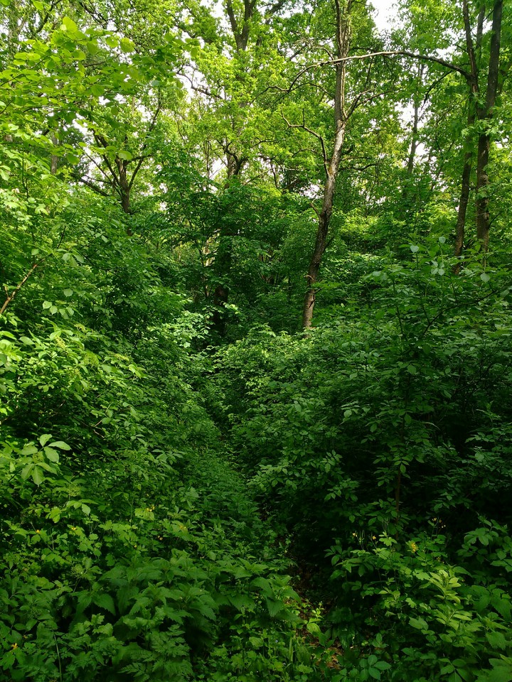 forest