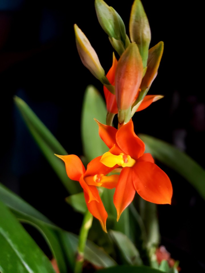 Orchid orange