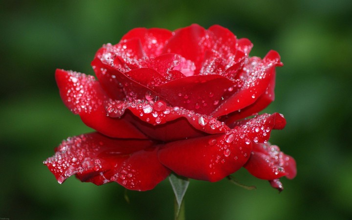 rose