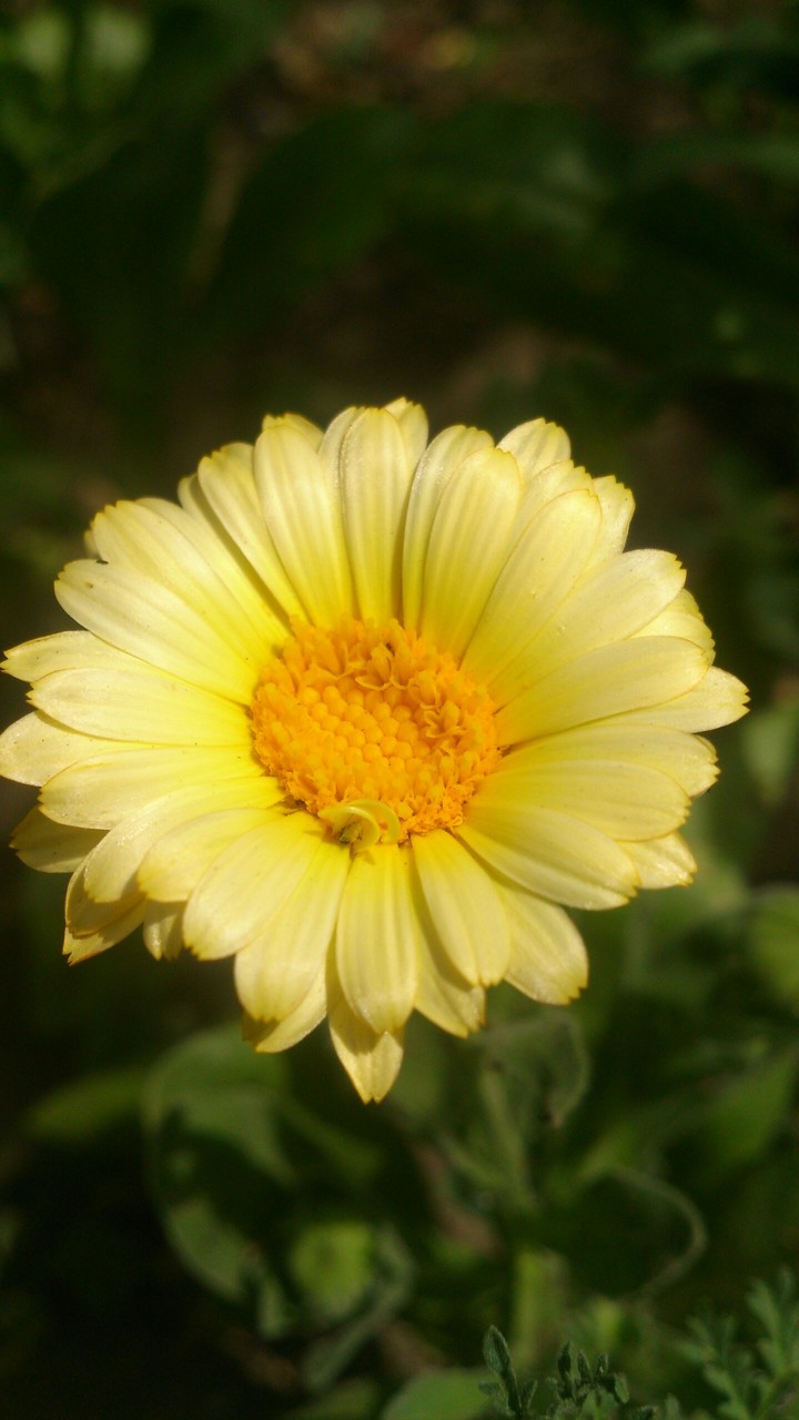yellow flower