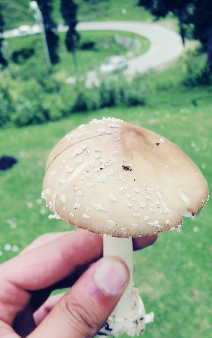 Kashmiri Mushroom