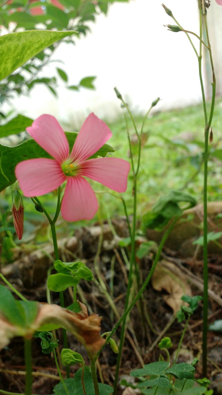 flores
