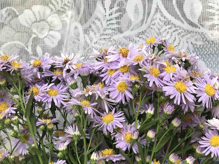 daisys