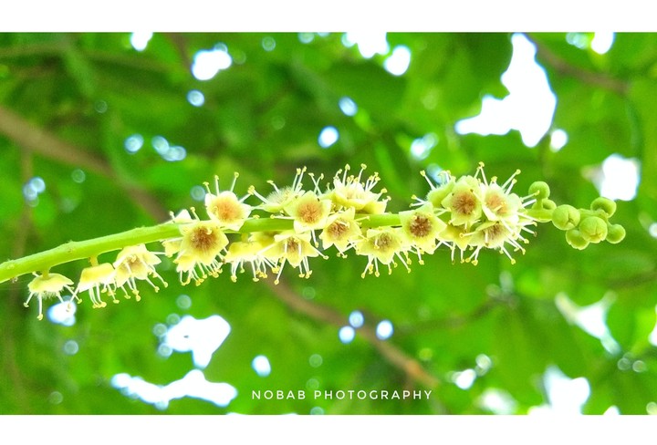 flower ??