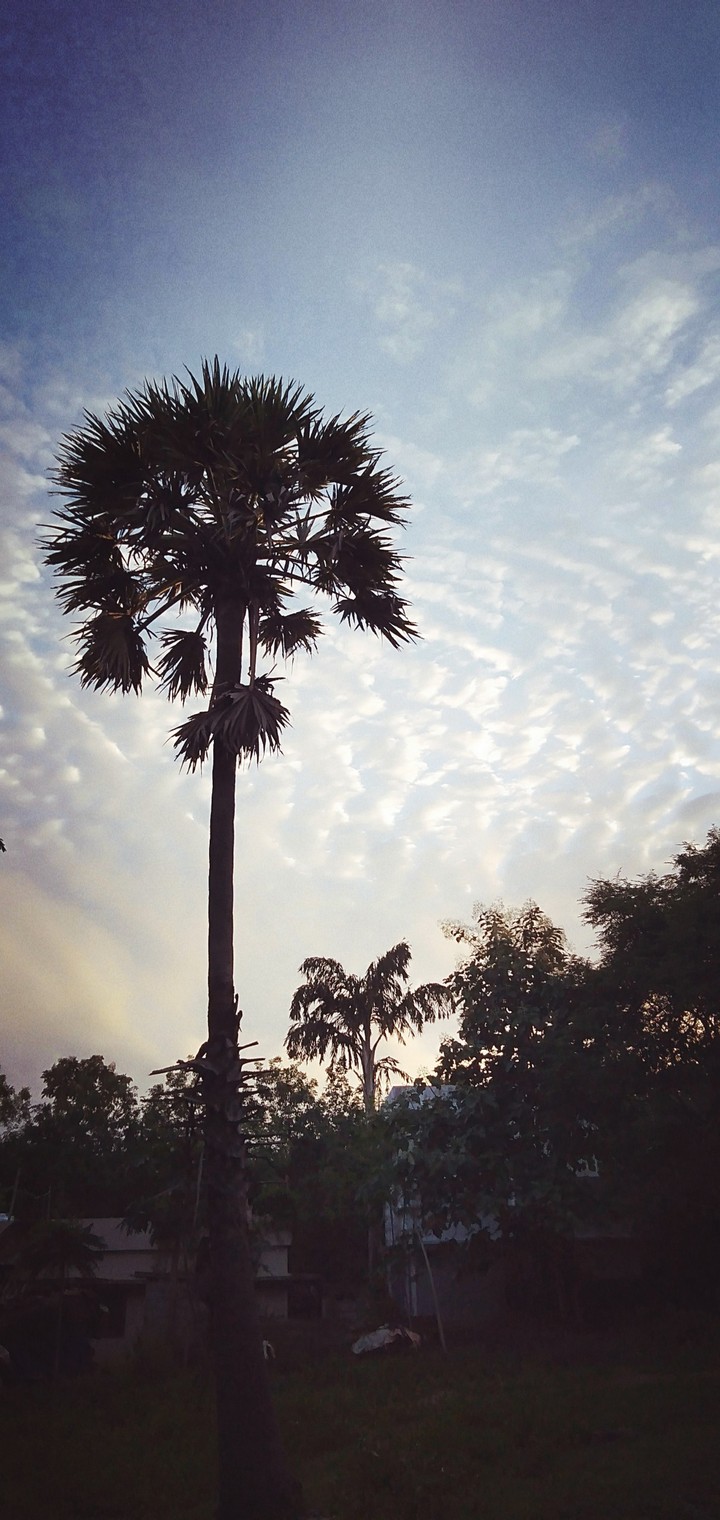 tree