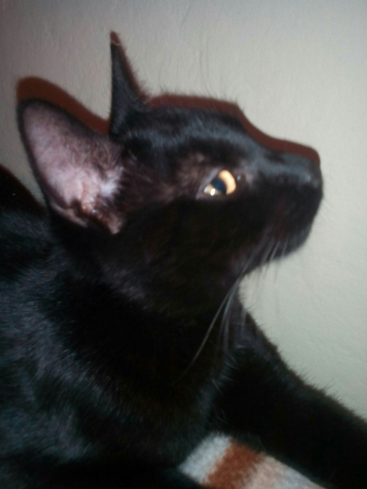Gari