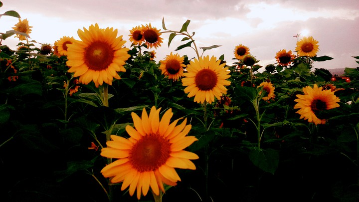 Sunflower