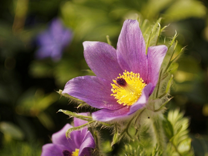 flower purple