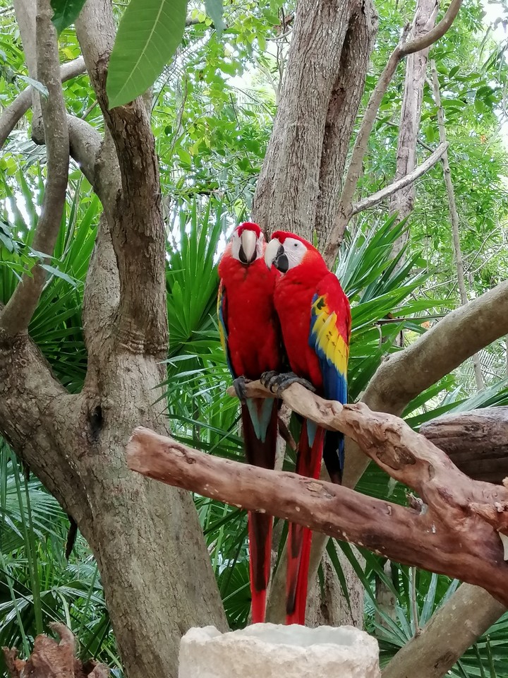 Cacatúas