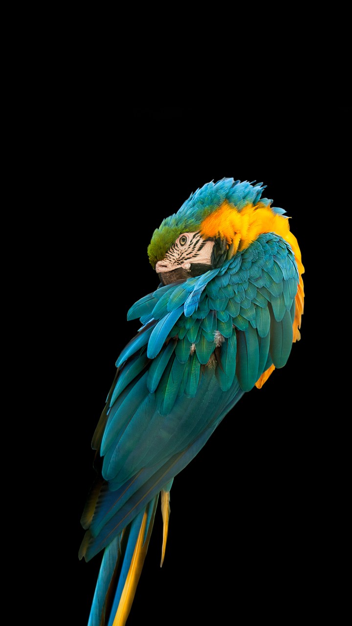 perrote