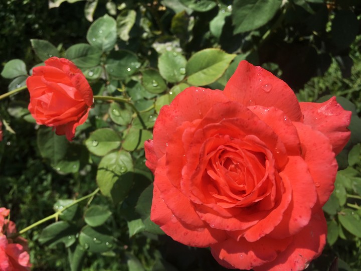Roses