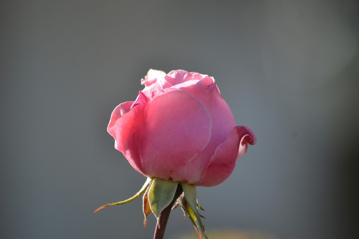 rose