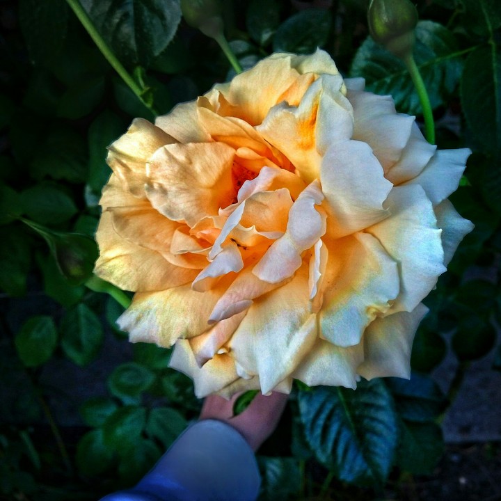 gold yellow flowers