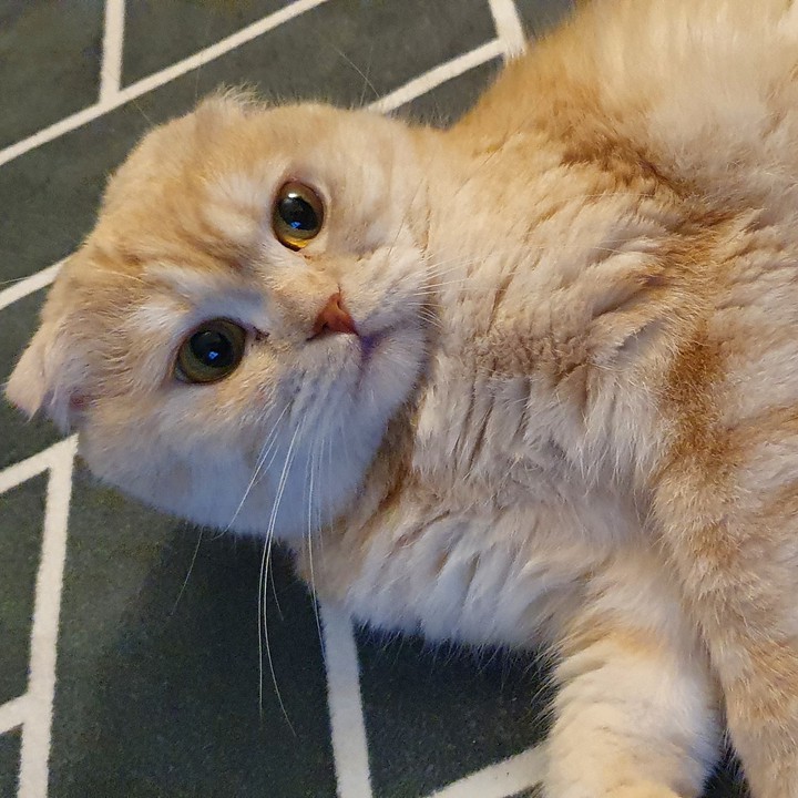 고양이