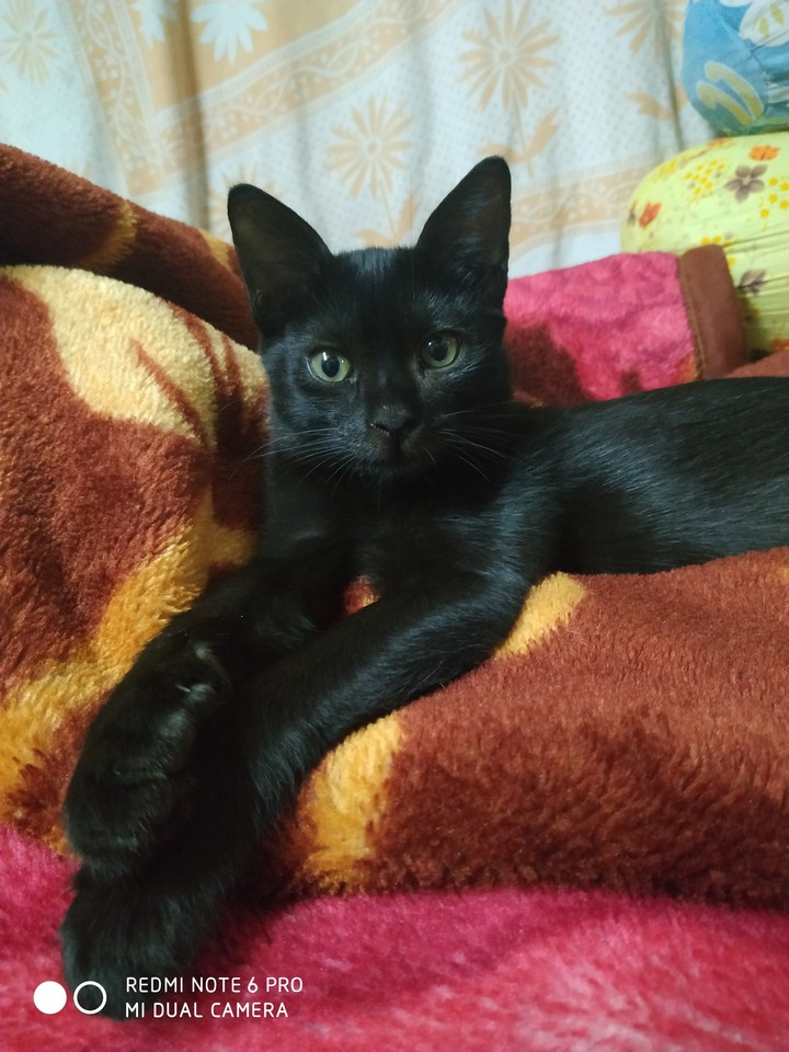 kuchu