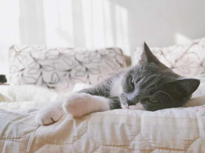 кот