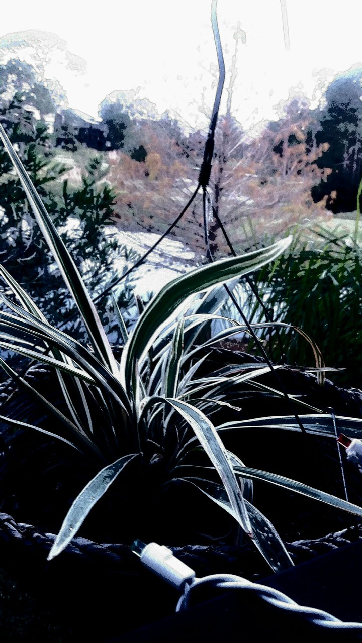 from my balcony
